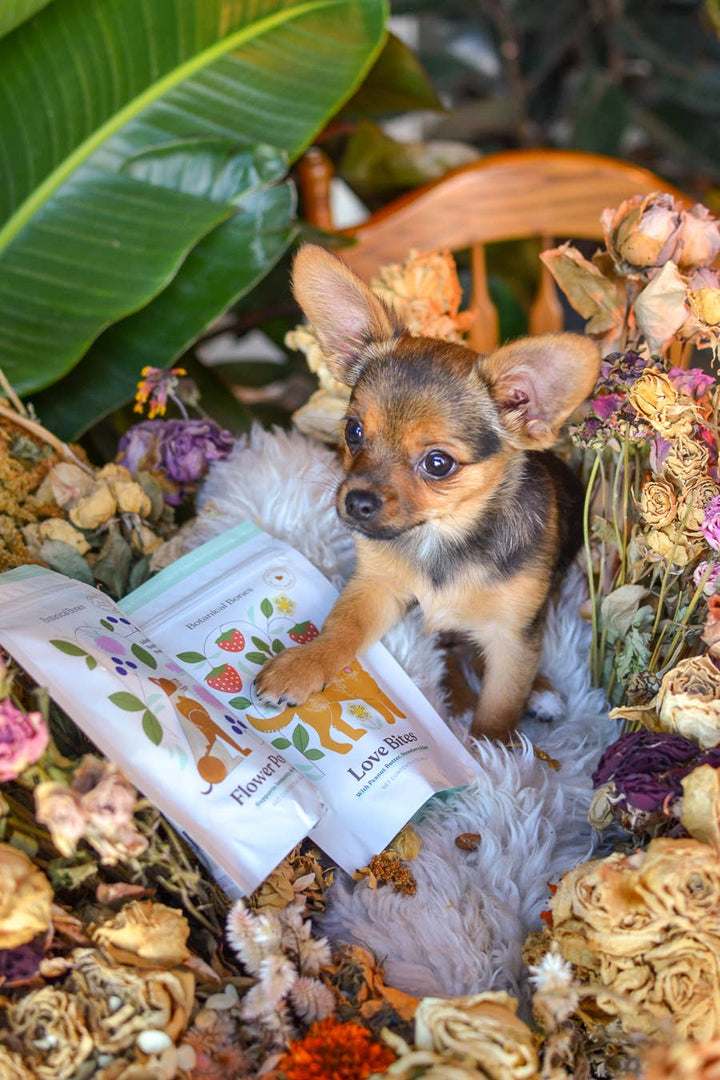 Love Bites Organic Training Treats For All Dogs