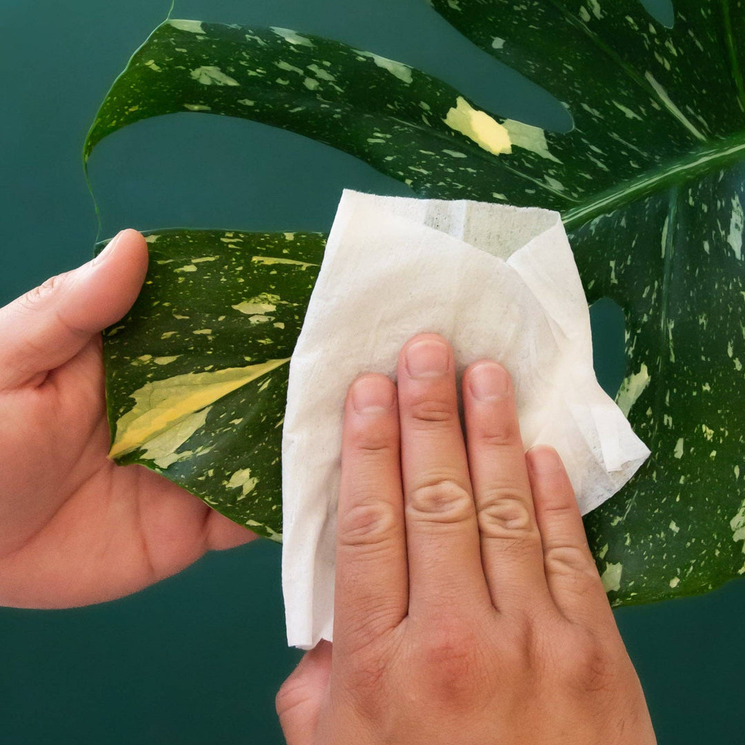 Plant Cleansing Wipes Neem Oil Infused