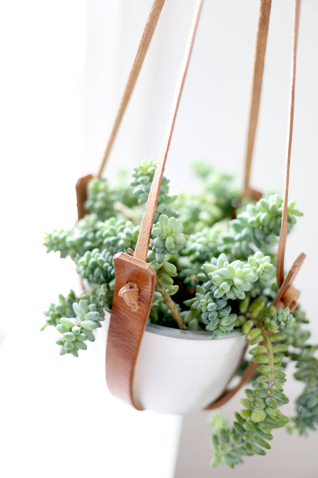 Small Flourish Leather Plant Hanger