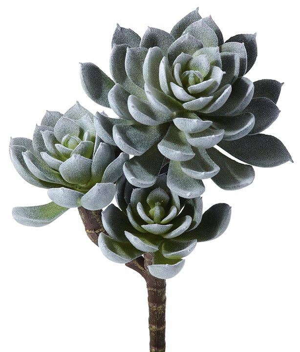 Triple Spoon Succulent Plant