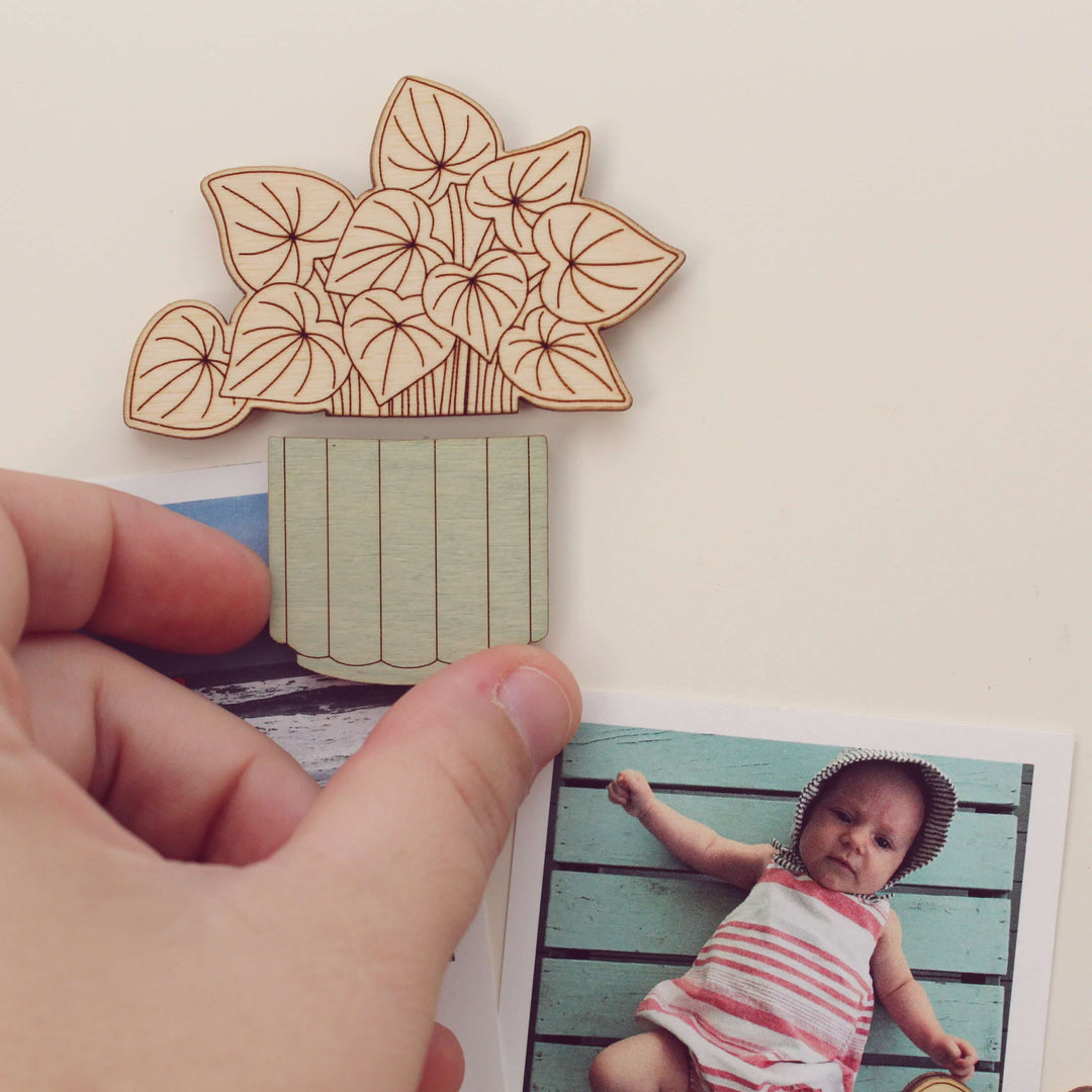 Watermelon Peperomia Wood House Plant Magnets Plant Lover Gift