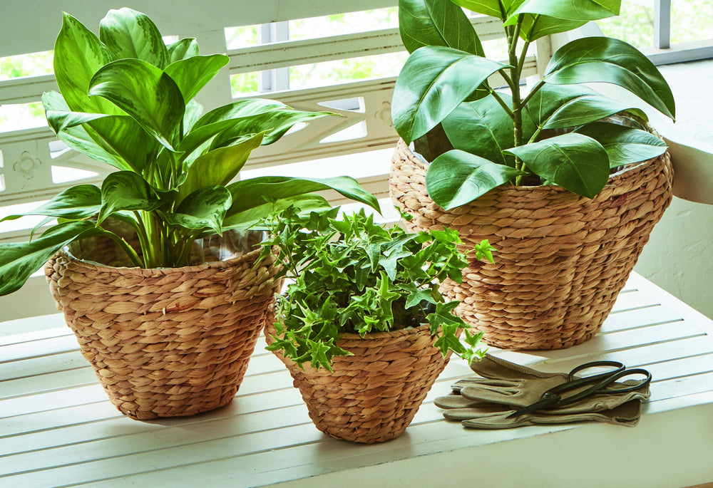 Westport Hyacinth Planters, Set of 3