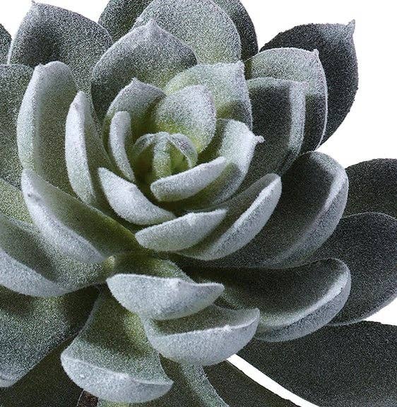 Triple Spoon Succulent Plant